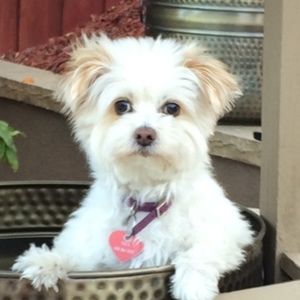 Meet your Posher, Bob